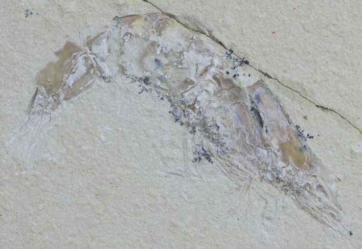 Cretaceous Fossil Shrimp - Lebanon #61560